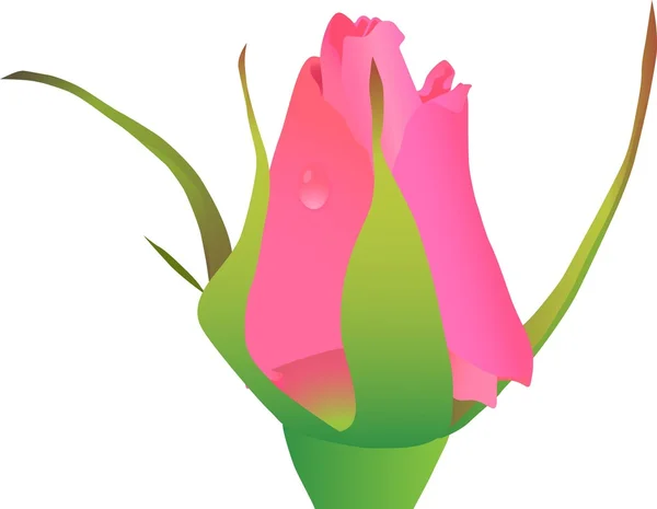 Růžová růže bud — Stockový vektor