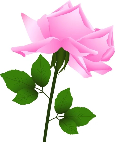 Rosa flor —  Vetores de Stock
