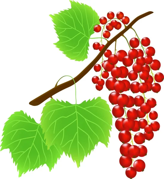 Red currant — Stock Vector