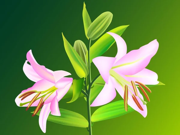 Lírio flor — Vetor de Stock