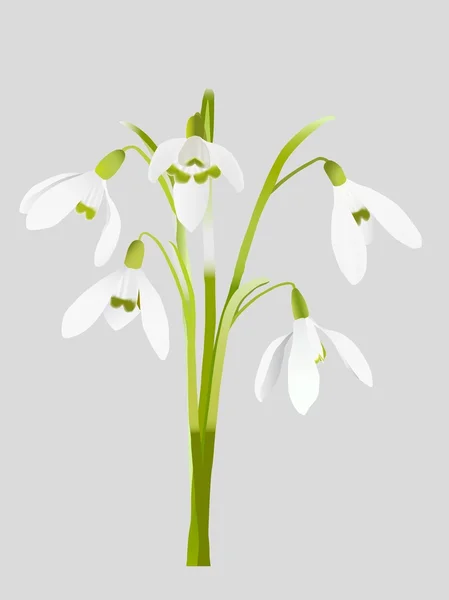 Jarní květiny — Stockový vektor