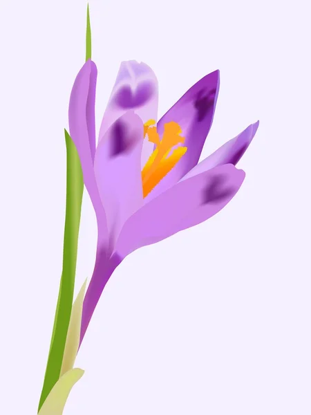 Цветок крокуса — стоковый вектор