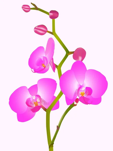 Orhid 꽃 — 스톡 벡터