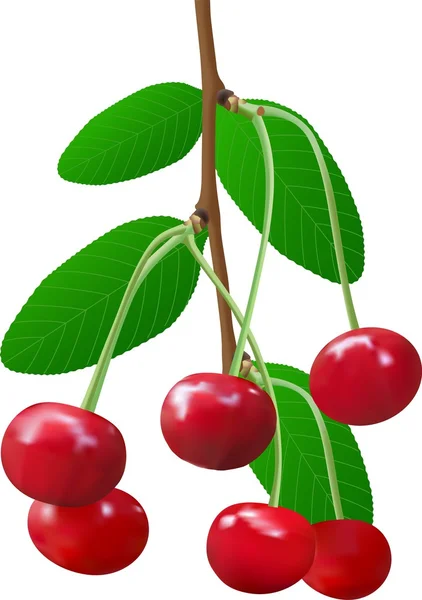 Summer cherry twig — Stock Vector