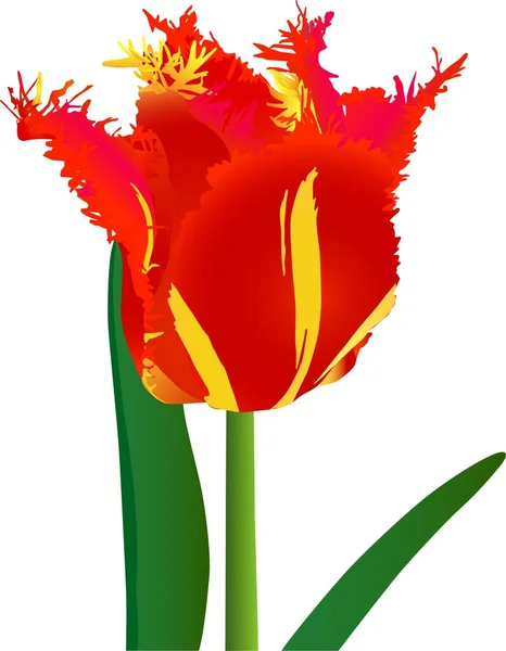 Tulipano con frangia — Vettoriale Stock