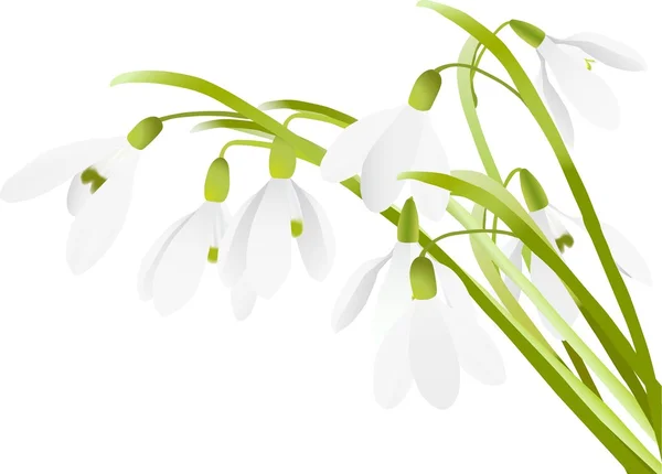 Flores de nieve de primavera — Vector de stock