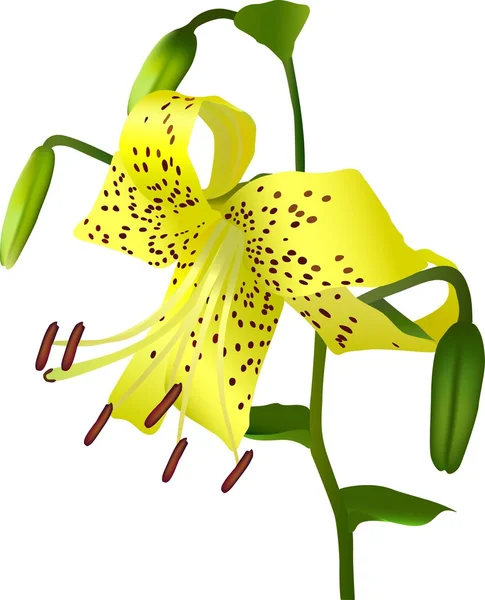 Gul Lilja blomma — Stock vektor