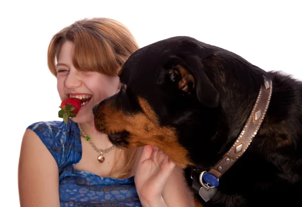 Isolated Female Rottweiler stealing a trawberry from a girl — Stock Photo, Image