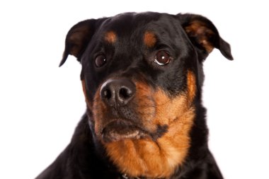 izole dişi rottweiler