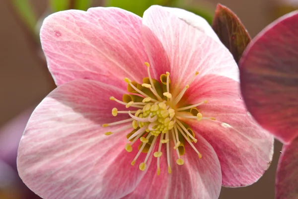 Pink Frost Lenten Rose — Stock Photo, Image