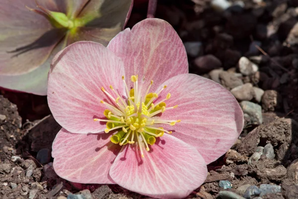 Pink Frost Lenten Rose — Stock Photo, Image