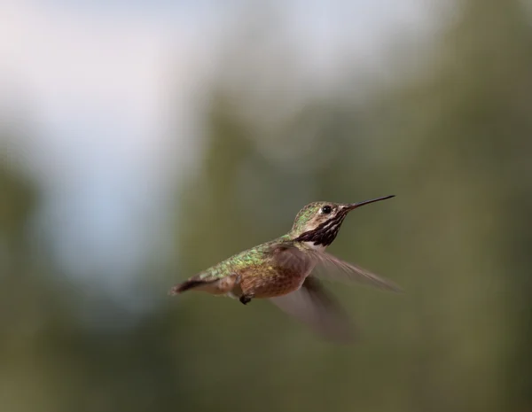 Kolibříky — Stock fotografie