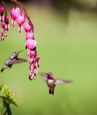 Humming bird feeding clipart