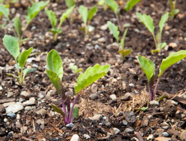 Wet Kohlrabi leaves clipart