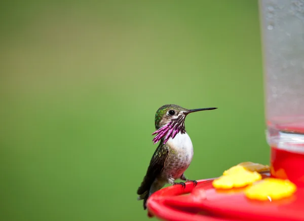 Kolibri beim Füttern — Stockfoto