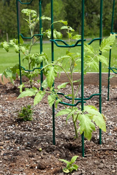 Rostliny rajčete — Stock fotografie