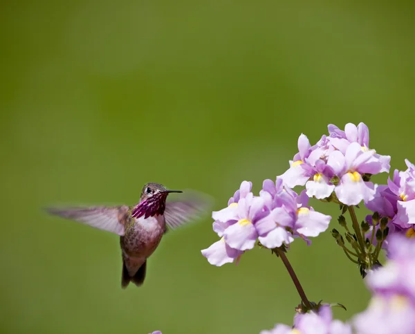 Humming bird met bloemen — Stockfoto