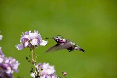 Humming bird with flowers clipart