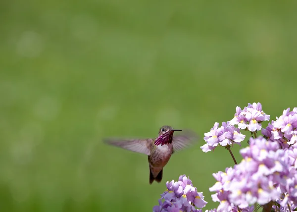 Kolibri mit Blumen — Stockfoto