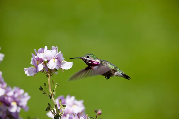 Pájaro tarareando con flores —  Fotos de Stock