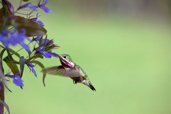Humming pássaro com flores — Fotografia de Stock