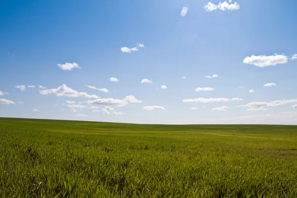 Beautiful day at the field — Stock Photo, Image