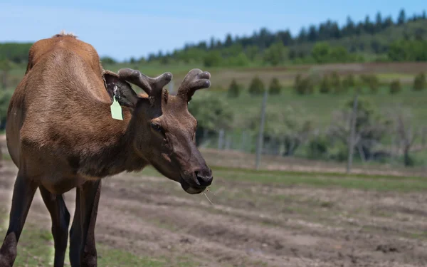 Young elk — Stock Photo, Image