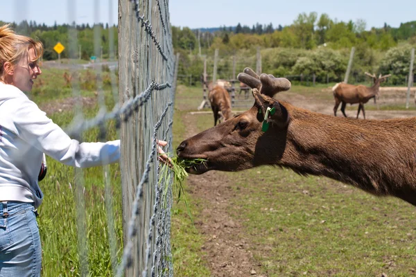 Woman hand feeding an Elk — Stock Photo, Image