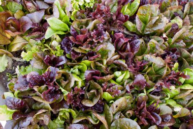 Lettuce garden clipart