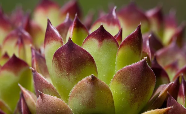 Hens and chicks — Stock Photo, Image