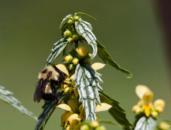 大黄蜂在一朵黄色的花 — 图库照片