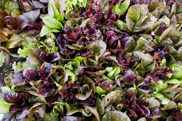 stock image Lettuce garden