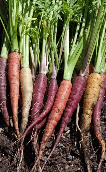 Fresh baby carrots — Stock Photo, Image