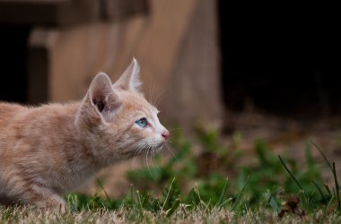 Blue eyed cat clipart