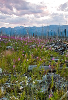 fireweed alanı