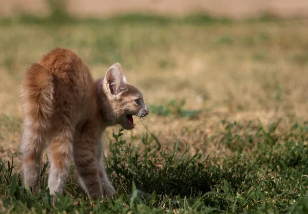 Gattino arrabbiato — Foto Stock