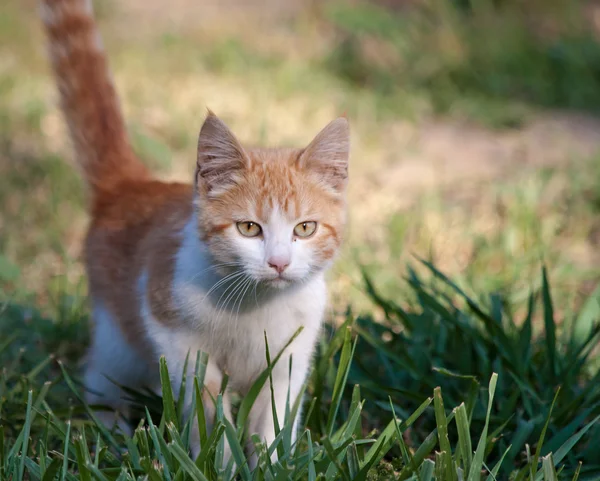 Cat on a mission — Stock Photo, Image