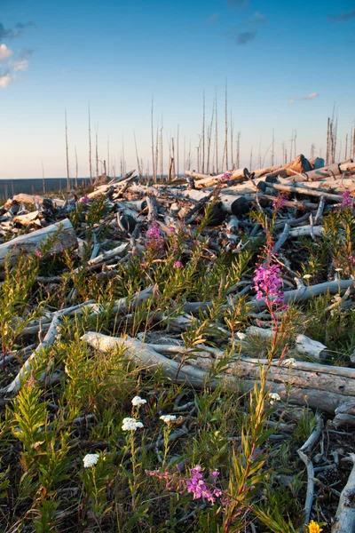 Fireweed growing on dead logs — Stock Photo, Image