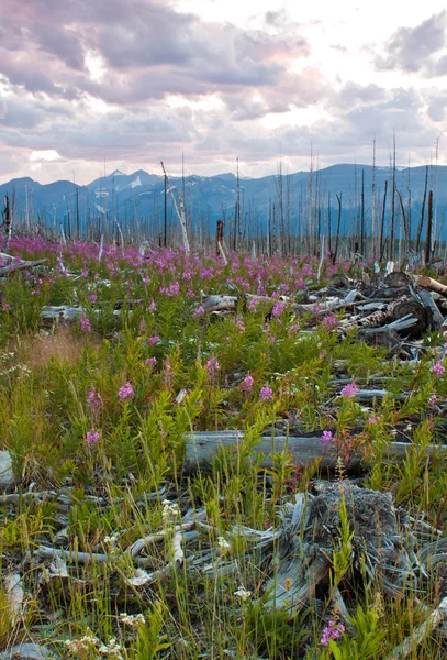 Campo Fireweed — Foto Stock