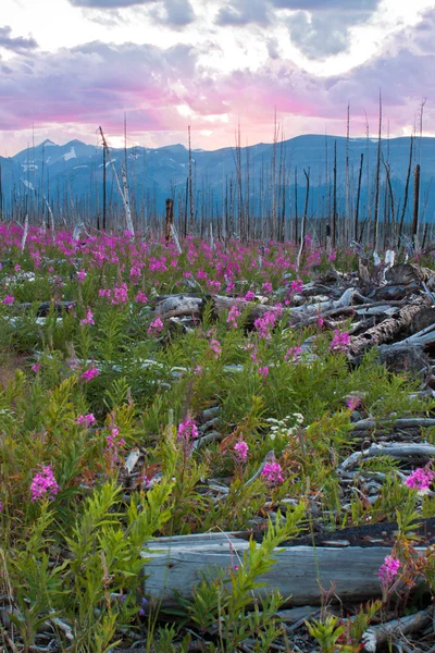 Sunset in fireweed field — Stock Photo, Image