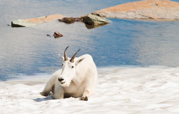 Счастливая горная коза — стоковое фото