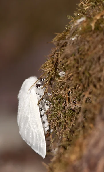 West dunbertonshire nachtvlinder — Stockfoto