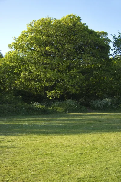 Зеленое дерево голубое небо — стоковое фото