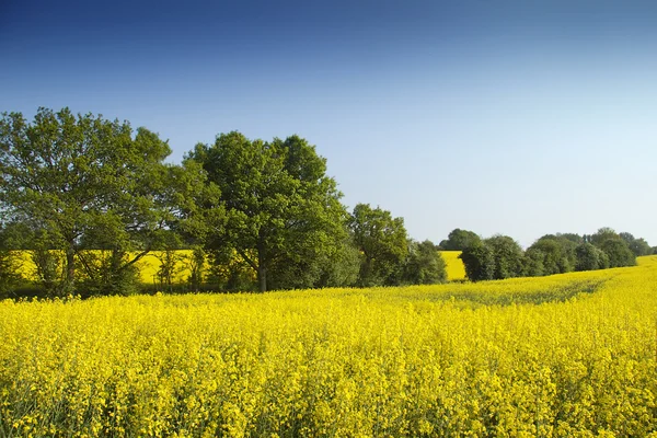 Yellow field blue sky — Stock Photo, Image