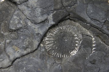 Jurassic Coast fossil clipart