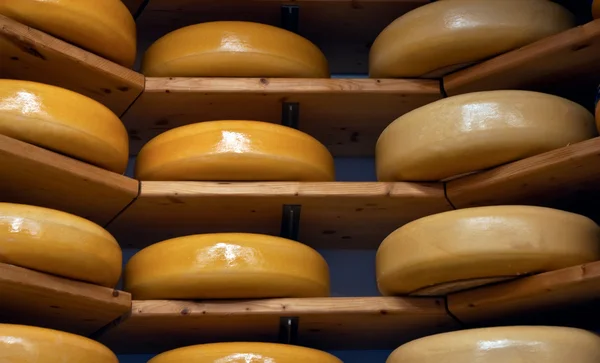 Estante de queso en refinación  . —  Fotos de Stock