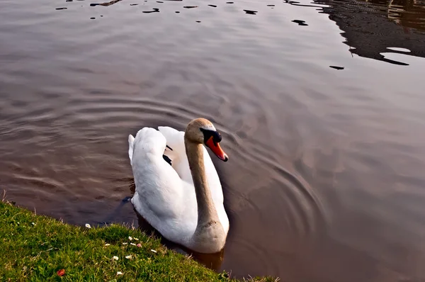 Swan on a pond . — Stock Photo, Image
