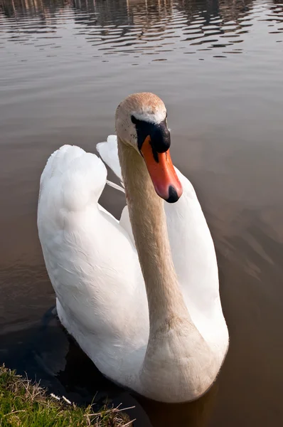 Gölette kuğu. .