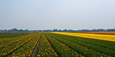 Hollanda 'da çok renkli lale tarlası .