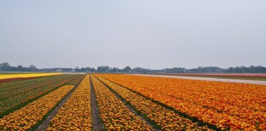 Hollanda 'da çok renkli lale tarlası .